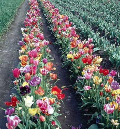 Tulips as a sign of Ordinality in the Michael Teachings